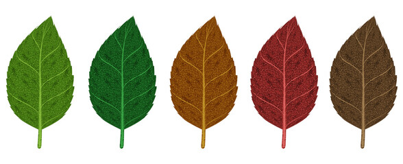 Obraz premium Leaf color changing in leaf life cycle (3D Rendering)