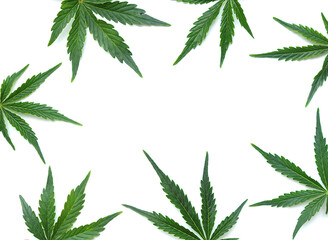 Cannabis leaves, marijuana pattern isolated on white background. Herbal medicine. Hemp recreation,...