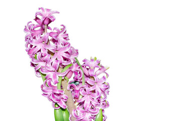 hyacinth inflorescence on a white background