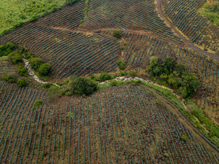tequila, paisaje agavero, agave azul, campos de agave, tequilana wever, tequila azul, paisaje de...