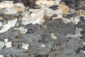Sycamore tree bark