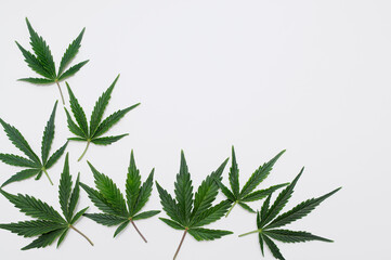 Fototapeta premium Cannabis leaves, marijuana pattern isolated on white background. Herbal medicine. Hemp recreation, legalization concept.
