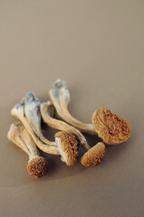 Psilocybe Cubensis mushrooms in man's hand on ivory background. Psilocybin psychedelic magic mushrooms Golden Teacher. Top view, close up. Micro-dosing concept.