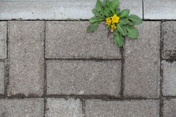 yellow flower on stone wall