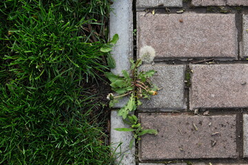 stone with grass background 