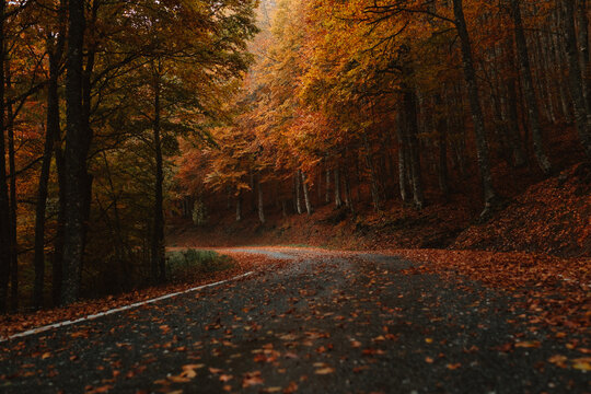 Ground level of wet asphalt road with fallen leaves going through woods on overcast day in autumn