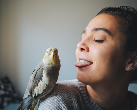 Young female owner in casual clothes sticking out tongue adorable cockatiel bird sitting on shoulder in living room