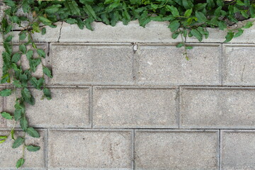 stone wall with ivy