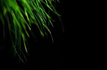 grass on black background