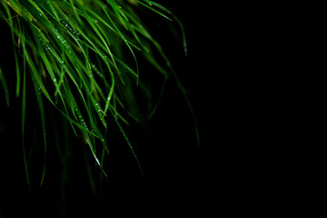 grass on black background