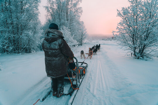 Back view of sled dogs pulling sleigh on snowy road amidst leafless trees growing in winter forest against cloudy sky