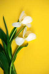 Two blossoming white tulips with green leaves lie on a yellow background. Delicate petals. Spring flowers. Festive background. place for an inscription.