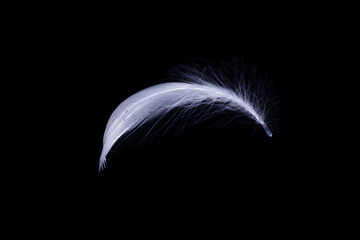 Feather texture. Nature abstract bird feather closeup isolated on black background in macro photography. Glamorous sophisticated airy artistic image on soft blurred background.