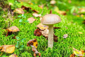 Edible small mushroom with brown cap Penny Bun leccinum in moss autumn forest background. Fungus in the natural environment. Big mushroom macro close up. Inspirational natural summer or fall landscape