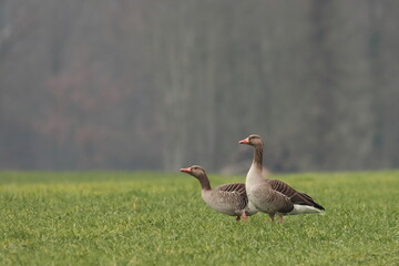 Das Gänsepaar