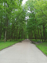 City park with promenade path benches and green trees. People have a rest in city park