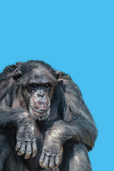 Cover page with a portrait of tired old Chimpanzee at solid blue sky background with copy space. Concept animal diversity, care and wildlife conservation.