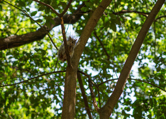 Fototapeta premium Ardilla comiendo sobre un arbol