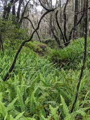 Fototapeta premium Deep green forest with ferns