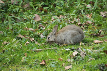 Kleines Kaninchen im Tiergarten in Berlin