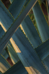 tequila, paisaje agavero, agave azul, campos de agave, tequilana wever, tequila azul, paisaje de...