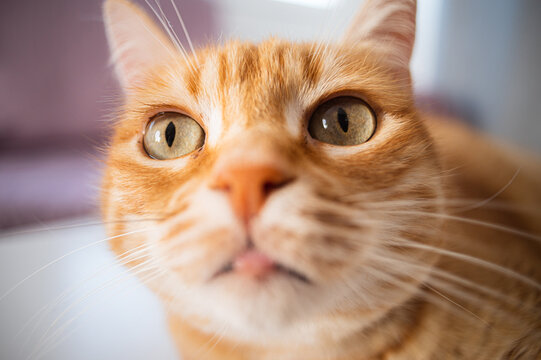 Focused cat with brown fur looking away while resting at home