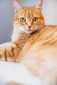Focused cat with brown fur looking at camera while resting at home
