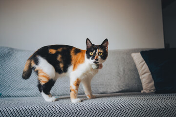 Adorable calico cat with tricolor coat standing on comfortable sofa and looking away in modern apartment