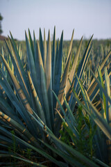 tequila, paisaje agavero, agave azul, campos de agave, tequilana wever, tequila azul, paisaje de tequila, paisaje mexicano, méxico, jalisco