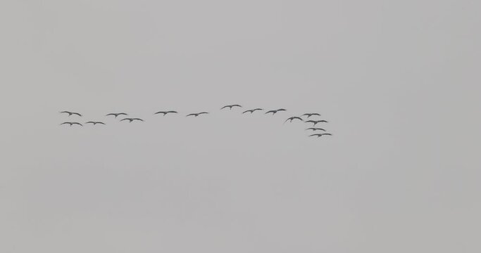 formation de grue cendr&eacute;e (Grus grus) en migration