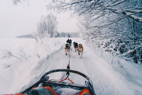 Back view of sled dogs pulling sleigh on snowy road amidst leafless trees growing in winter forest against cloudy sky