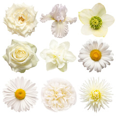 Collection beautiful head white flowers of peony, dahlia, rose, chamomile, daffodil, helleborus, iris, daisy isolated on white background. Beautiful floral delicate composition. Flat lay, top view