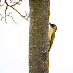 Green woodpecker sitting on tree trunk, white background