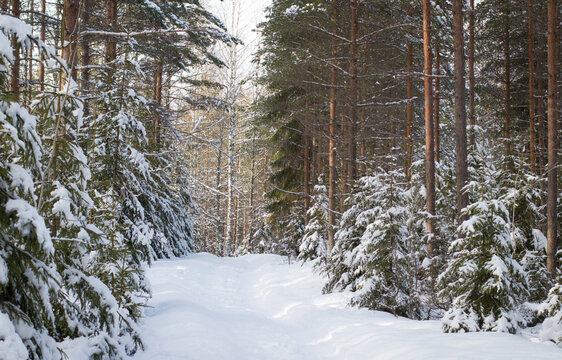 Picturesque scenery of narrow path covered with snow among tall coniferous trees in winter forest