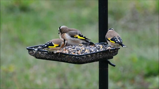 Chardonneret &eacute;l&eacute;gant