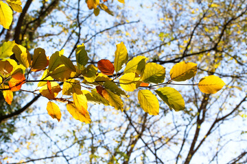 Buntes Buchenlaub im Gegenlicht, Fagus