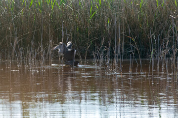 common coot, wild bird in a lake, with reeds and reeds, mating in early spring, natural life, Fulica atra