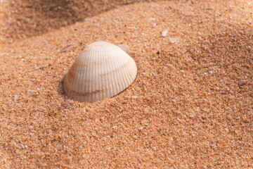 Biała piękna muszla na jasnym tle piasku na plaży, naturalne tło, tekstura. © insomniafoto