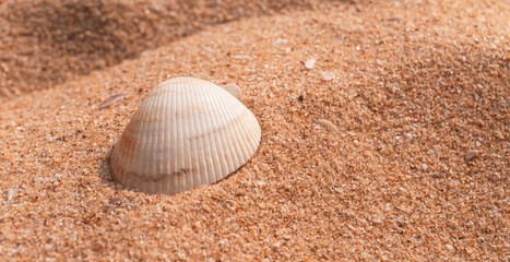 Biała piękna muszla na jasnym tle piasku na plaży, naturalne tło, tekstura. © insomniafoto