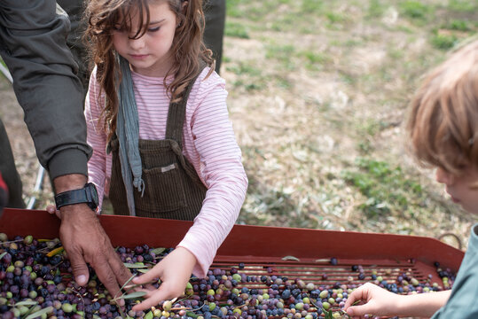 High angle of crop unrecognizable farmers with little daughter and son separating black and green olives after harvesting in countryside