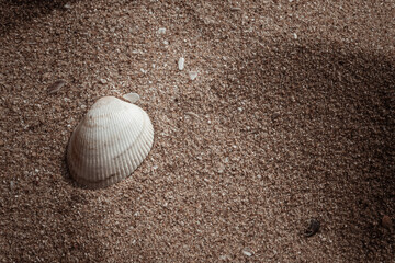 Biała piękna muszla na jasnym tle piasku na plaży, naturalne tło, tekstura. - obrazy, fototapety, plakaty