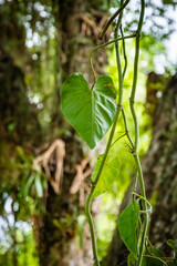 Leaves in Botanical garden, Rio de Janeiro city, Brazil