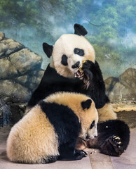 panda bears in captivity in a zoo.