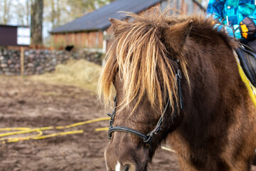 Portrait of brown pony with long mane covering its eyes. Nose and face of a brown pony.
