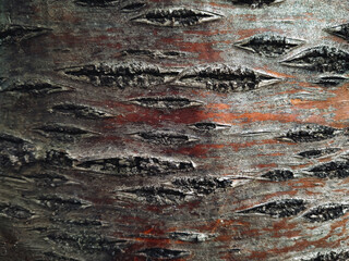 Brown cherries (cherry) bark texture. Concept of abstract pattern of natural surface, close-up.