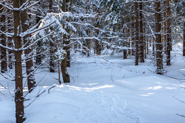 winter snowy forest with conifers in sunny weather