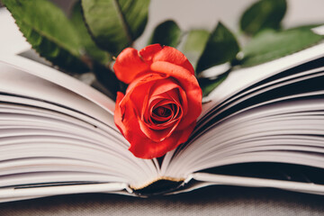 Róża w książce.