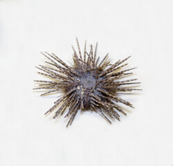 Echinometer sea urchin (Latin: Echinometra mathaei) with sharp striped needles isolated on a white background. Paleontology fossil animals.