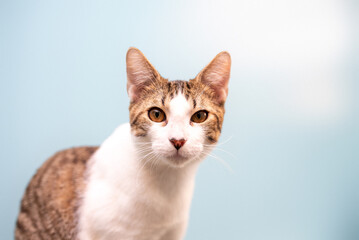 cat is curios on a blue background photographed in studio 