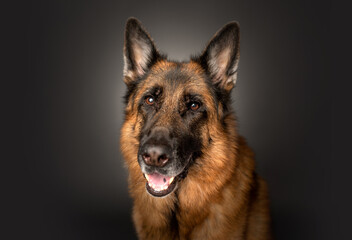German Shepherd portrait in studio on dark gray background